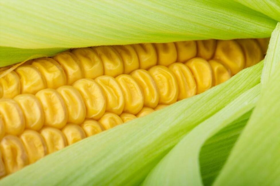 jak suszyć kukurydzę w kolbach